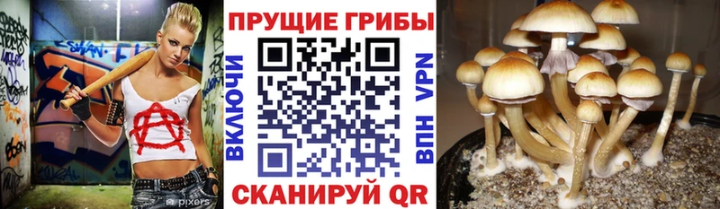 Псилоцибиновые грибы Psilocybe  Пятигорск 